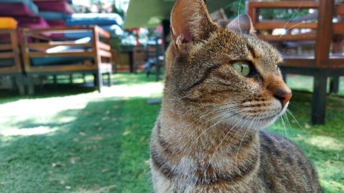 Kedilerin fotoğraflarını çeker misiniz?