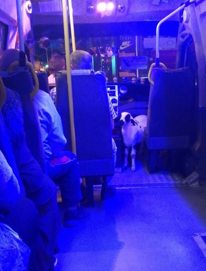 Kararmış muz kabuğu mu olmak isterdin, yoksa asiti kaçmış ılık kola mı?