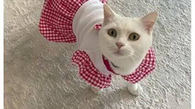 Eğer bir günlüğüne evcil hayvan olsanız hangisi olmayı seçerdiniz?