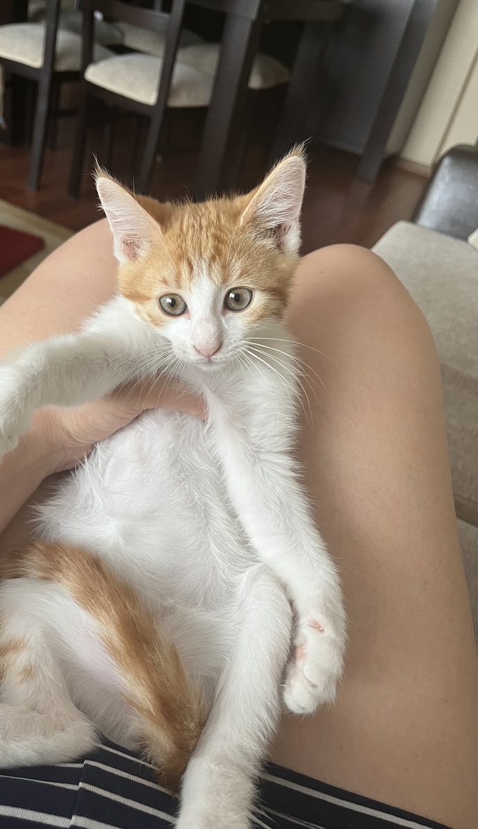 Dünyanın en tatlı kedisi benim olabilir mi 😍?