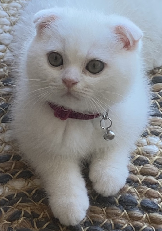 Dünyanın en tatlı kedisi benim olabilir mi 😍?