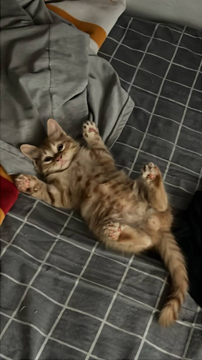 Dünyanın en tatlı kedisi benim olabilir mi 😍?