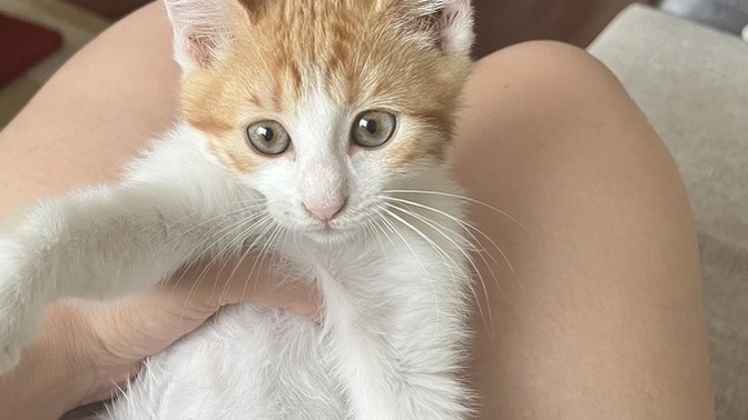 Dünyanın en tatlı kedisi benim olabilir mi 😍?