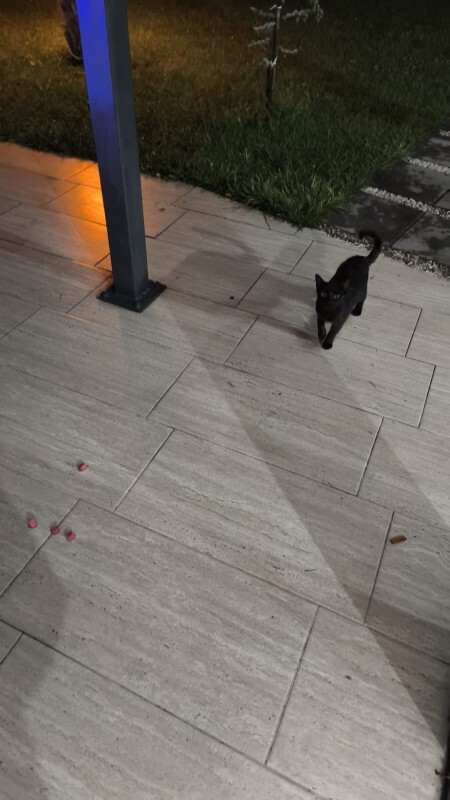 Yaralı bir kedi sokakta size yaklaşsa sever misiniz, ne yaparsınız?