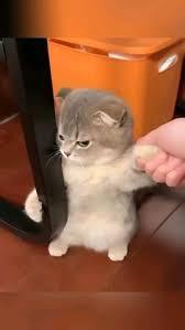 Evde beslediğiniz kedi köpek hiç size trip atıp küstü mü, var mı böyle huyları?