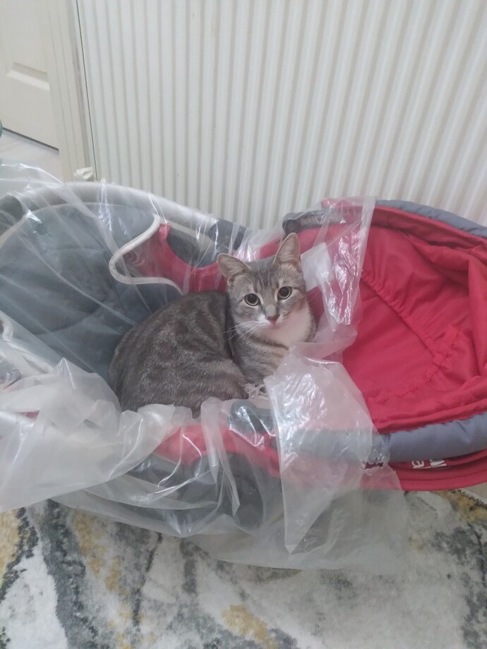 Pusette duran bebeklerim nasıl?