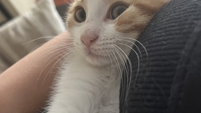 Veteriner olan var mı ya bir şey soracağım?