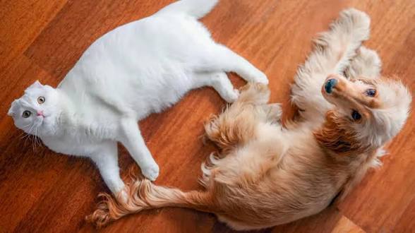 Sizce hangisi daha inatçı: Kedi mi köpek mi?