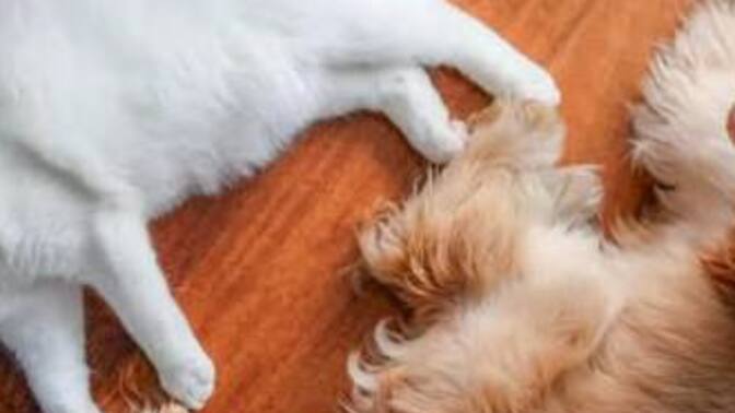 Sizce hangisi daha inatçı: Kedi mi köpek mi?