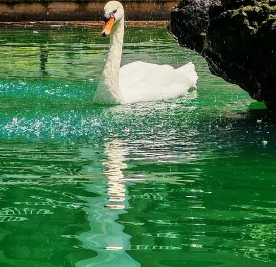 İçinizde yaşayan en vahşi ve asil hayvan hangisi?