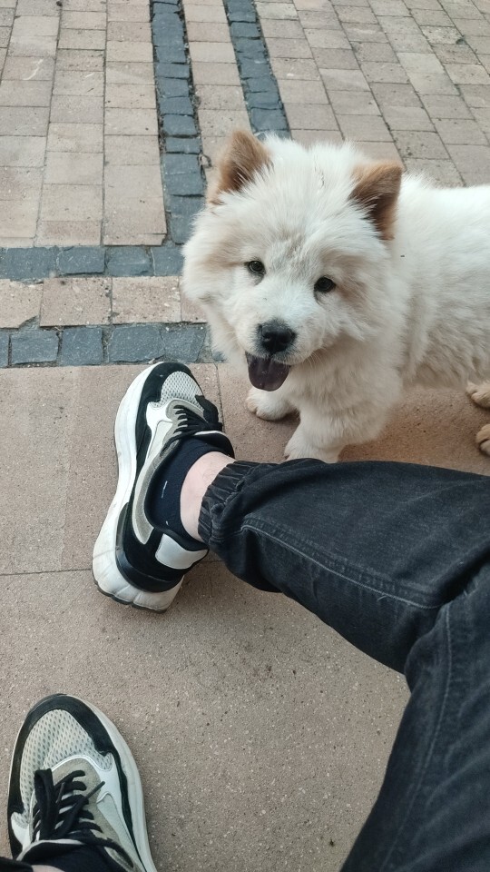Çok tatlı köpek değil mi bunların eğitimi neden zor diyorlar?