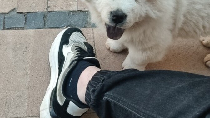 Çok tatlı köpek değil mi bunların eğitimi neden zor diyorlar?