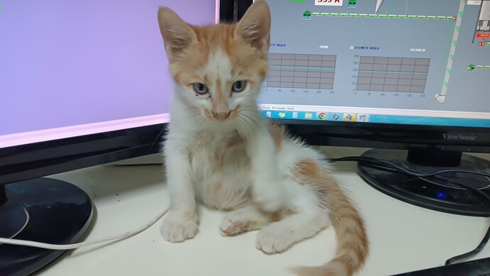 Hangisini isterdin: Kedi, Kahve, Bitter, Su?