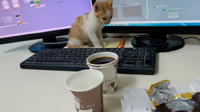 Hangisini isterdin: Kedi, Kahve, Bitter, Su?