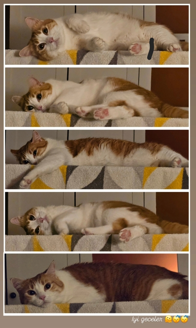 Uyumak için iyi geceler mesajı bekler misiniz 🥱😴?