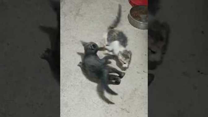 Bunlar çakal yavrusu mu, tilki yavrusu mu?
