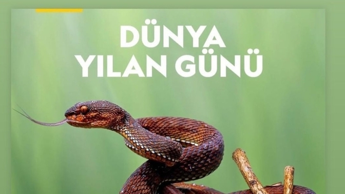 Bugün dünya yılan günü! Kutlamak istediğiniz akrabalar var mı?