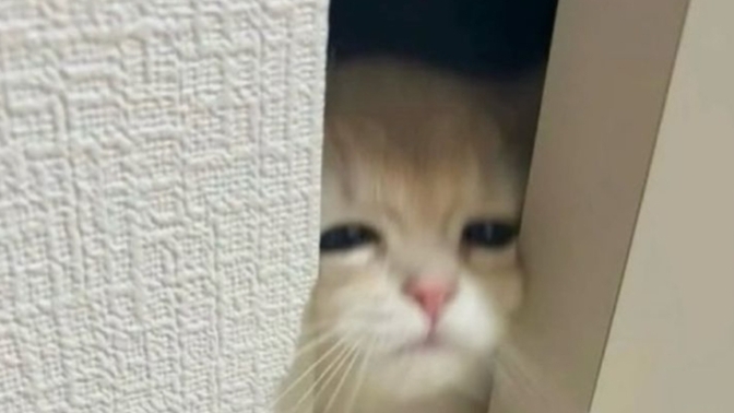 Kedi olsanız ne renk olurdunuz söyleyeyim mi?