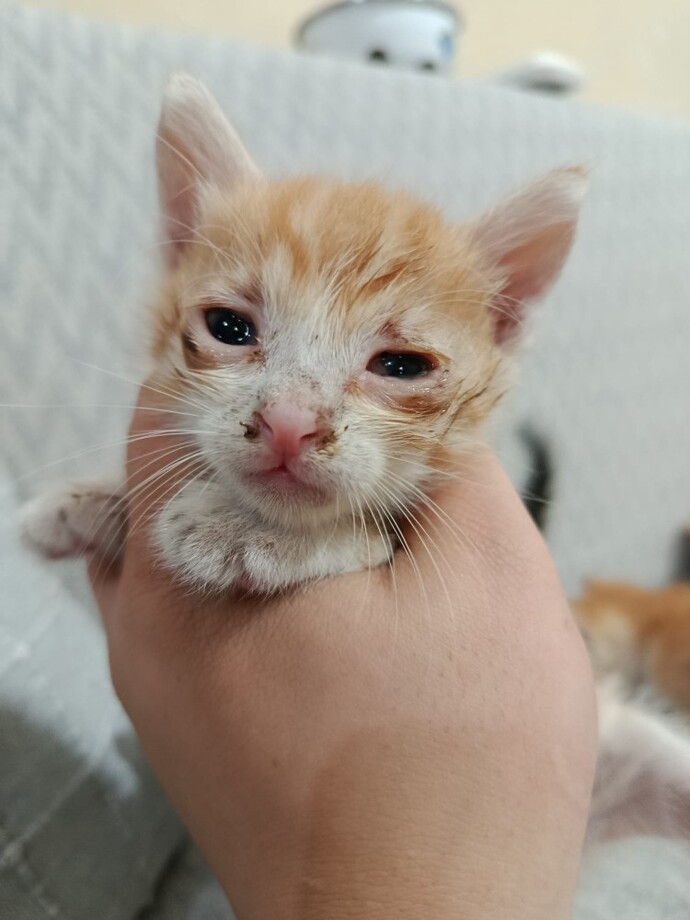 Kedinin göz enfeksiyonu nasıl geçer, evde ne yapabilirim veterinere gitmeden?