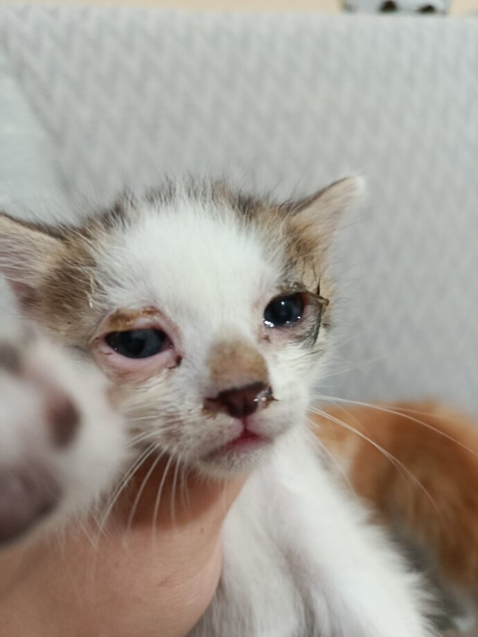 Kedinin göz enfeksiyonu nasıl geçer, evde ne yapabilirim veterinere gitmeden?
