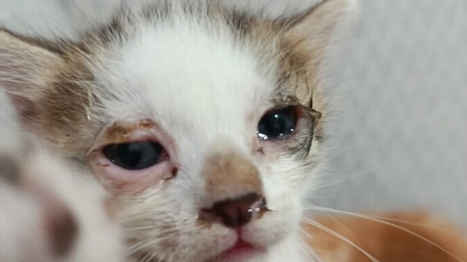 Kedinin göz enfeksiyonu nasıl geçer, evde ne yapabilirim veterinere gitmeden?