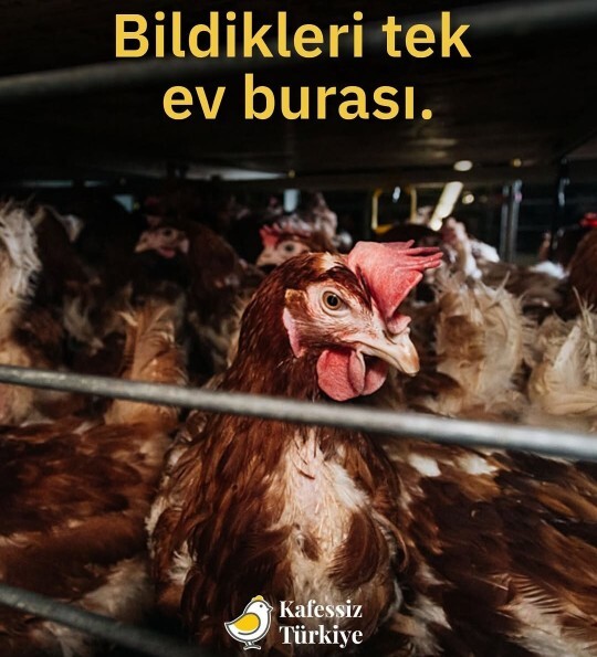 Fabrika tavuklarının kafes hayatı yaşamasına neden herkes göz yumuyor?