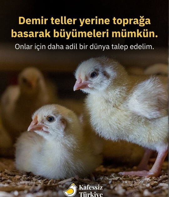 Fabrika tavuklarının kafes hayatı yaşamasına neden herkes göz yumuyor?