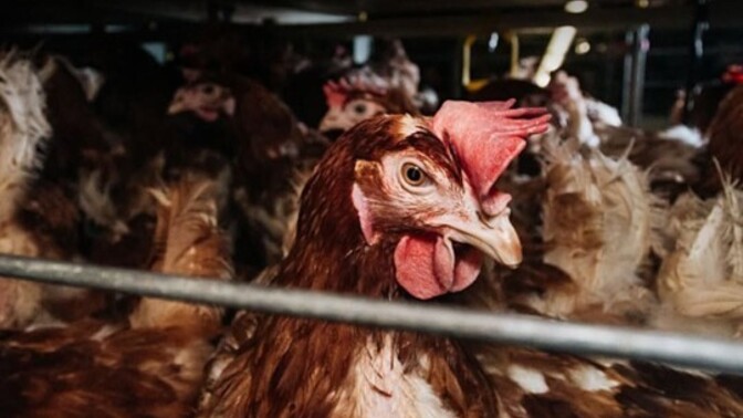 Fabrika tavuklarının kafes hayatı yaşamasına neden herkes göz yumuyor?