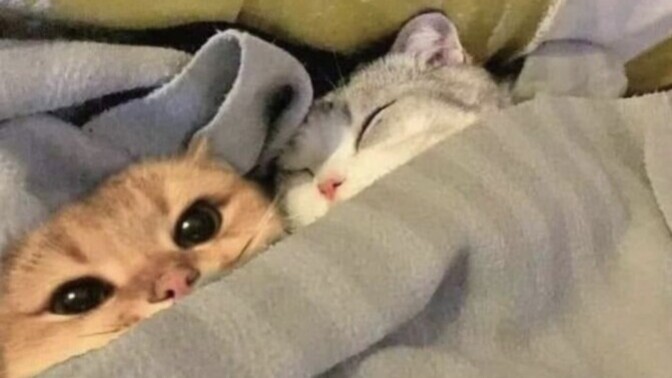 Böyle uyumak istediğiniz biri var mı?