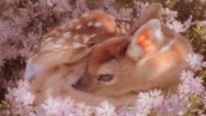 Bambi istiyorum çok tatlı değişermi🥹✨?