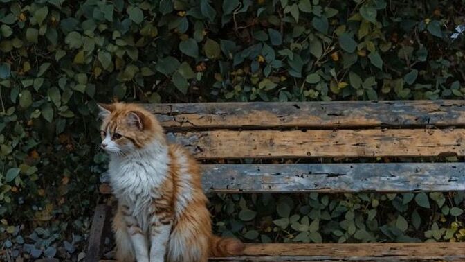 Evrendeki devasa gezegenlerin insan gibi küçük canlıların şansını belirlemesi mantıklı mı?