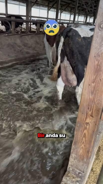 Şöyle köyünüz var mı?