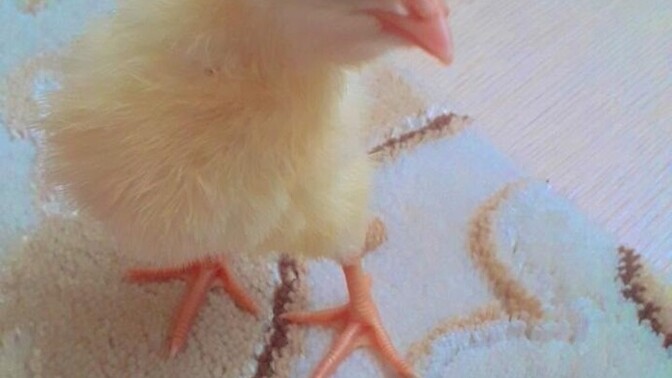 Bu yenmez mi şimdi ya?