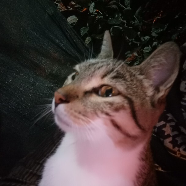 Kedi sever misin?