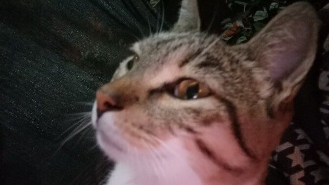 Kedi sever misin?