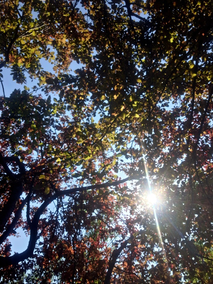 Ağaca çıkıp oturdum en güzel terapi yöntemi değil midir Keyifli pazarlar🌳😊?