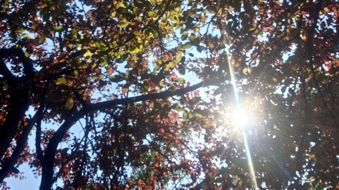 Ağaca çıkıp oturdum en güzel terapi yöntemi değil midir Keyifli pazarlar🌳😊?