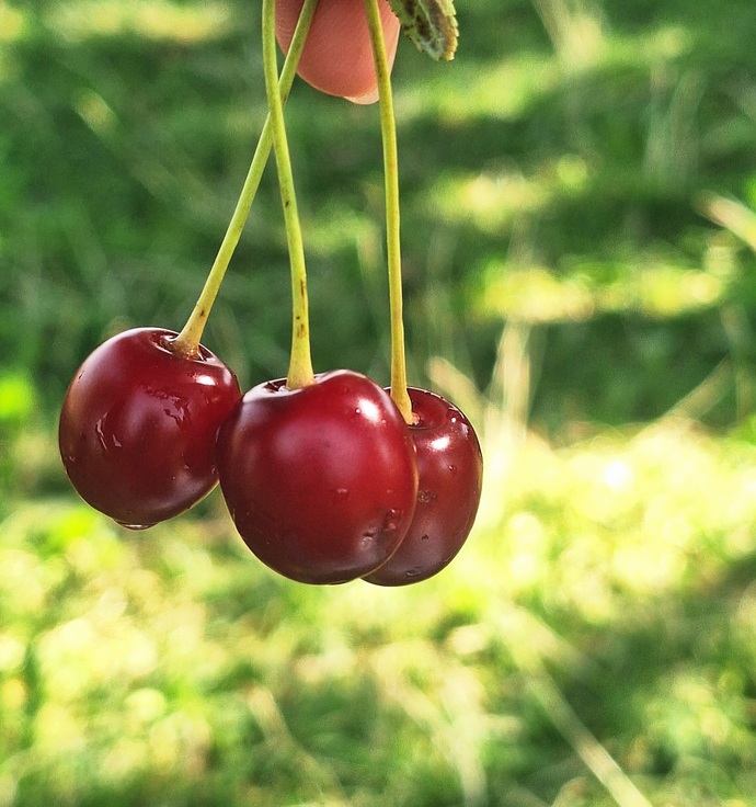 Kırmızı yeşil uyumunu kimler sever. Bu resim alıntı değil. Bizzat şahsen benim ellerimden sarkan vişnedir🍒?