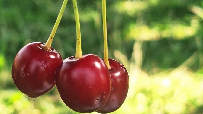 Kırmızı yeşil uyumunu kimler sever. Bu resim alıntı değil. Bizzat şahsen benim ellerimden sarkan vişnedir🍒?