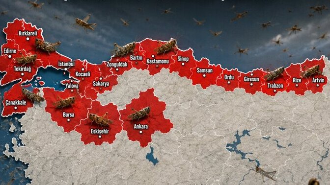 Ülkedeki Çekirge istilası hakkında ne düşünüyorsunuz. Bulunduğunuz şehirde Çekirgeleri gördünüz mü?