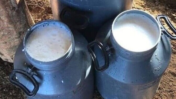 İnek sütüyle aranız nasıl? Sever misiniz sevmez misiniz?