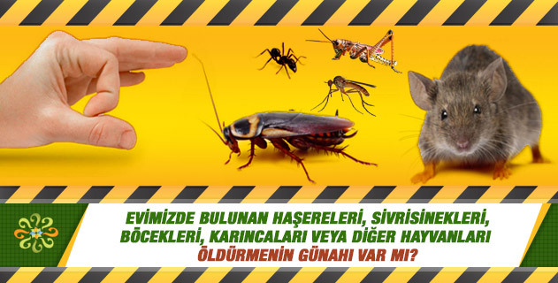 Evimizde ki örümcek, sivrisinek, hamamboceği gibi canlıları öldürmek ahlaki olarak bizi tam olarak nereye konumlar?