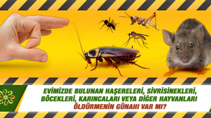 Evimizde ki örümcek, sivrisinek, hamamboceği gibi canlıları öldürmek ahlaki olarak bizi tam olarak nereye konumlar?