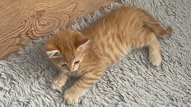 Yaralı kuyruk kırığı olan sokak kedisi için veteriner ne yapar, süreç nasıl ilerler?