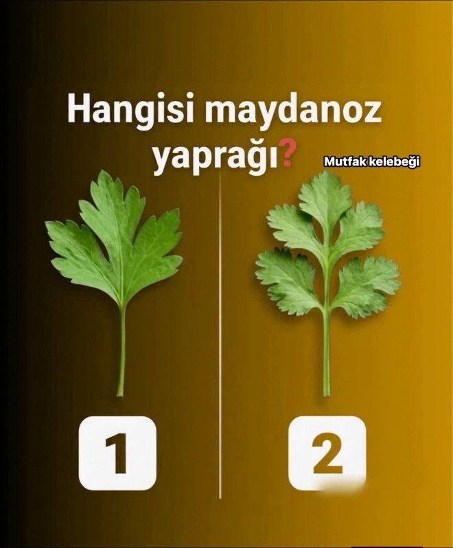 Hangisi maydonoz yaprağı?
