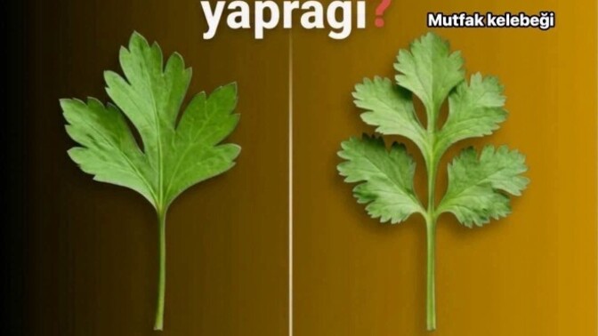 Hangisi maydonoz yaprağı?