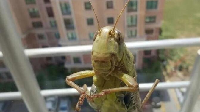 Dev çekirgeler insana zarar verir mi, ısırır mı ve evde çekirgelerden nasıl korunabiliriz?