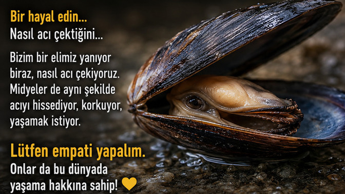 Canlı canlı pişiriliyor çok korkunç değilmi hayali bile insanın içini yakmıyor mu? işte bunu düşünün ve midye yemeyin?