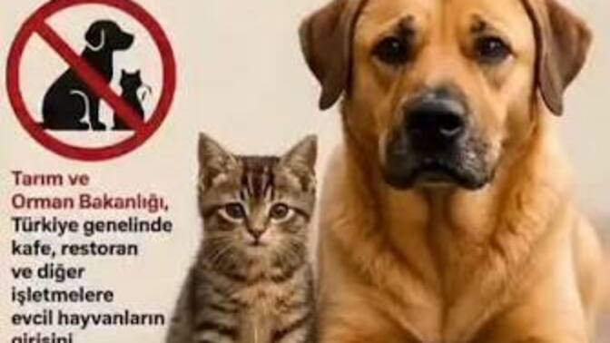 Köpeklerin kafelere ve restoranlara alınmayacak olması hakkında ne düşünüyorsunuz🐾?