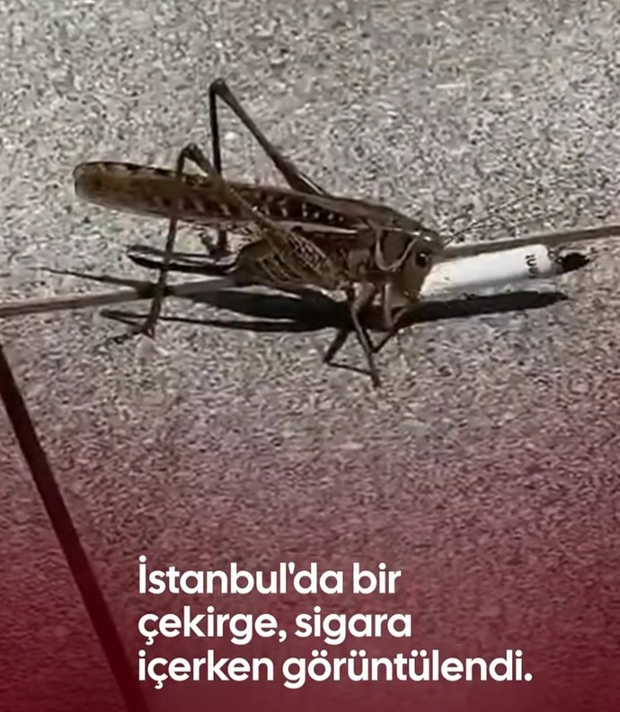 Siz dertlenince ne içersiniz😅?